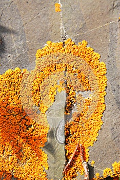 Orange lichen on rock