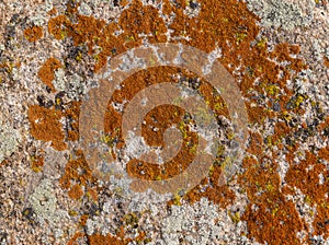 Orange Lichen Rock