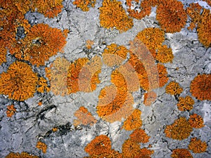Orange lichen