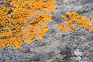 Orange lichen on the rock  Xanthoria Elegans  - closeup photo with blurred lens effect. Selective focus. Photo made in north of