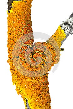 Orange lichen xanthoria polycarpa