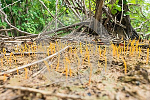 Orange lichenized fungus Sulzbacheromyces caatingae in Oeiras, Piaui - Brazil