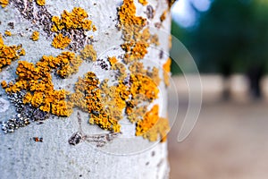 Orange lichens growing in the bark of a tree