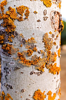 Orange lichens growing in the bark of a tree