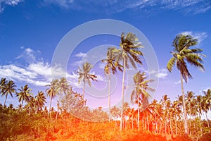 Orange light on coco palm trees. Tropical landscape with palms