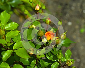 Orange and light pink flowers on a rose Bush in the garden