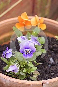 Orange and lilac pansies