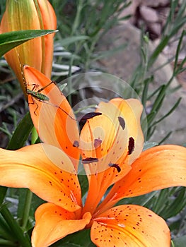 Orange Lilies