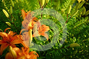 Orange Lilies