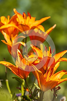 Orange lilies