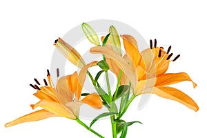 Orange Lilies