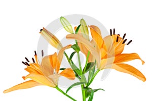 Orange Lilies photo