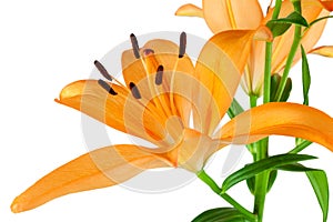 Orange Lilies photo