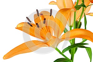 Orange Lilies