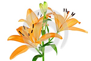 Orange Lilies photo