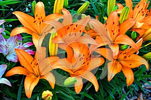 Orange Lilies
