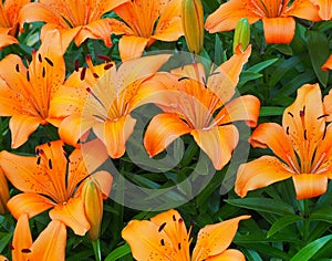 Orange Lilies In Bloom