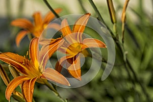 Orange lilies bloom in the garden. Close up