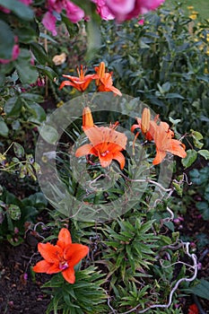 Orange lilies `Brunello` in the summer in the garden. Berlin, Germany