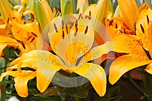 Orange Lilies