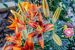 Orange lilies with orange, yellow and green stems