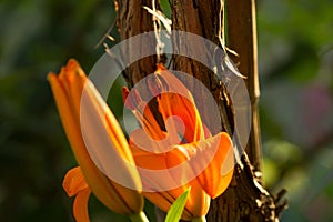 Orange Lilium Flower