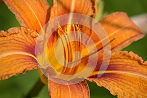 Orange Lilium flower on Sunset