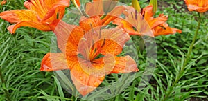 Orange lilium flower with water drops after rain.