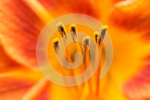 Orange Lilium Pistil Nectar