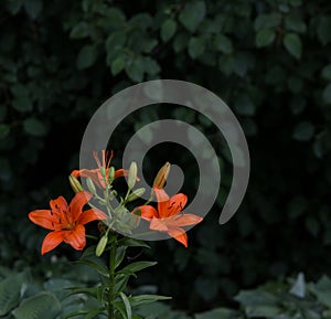 Orange Lillies