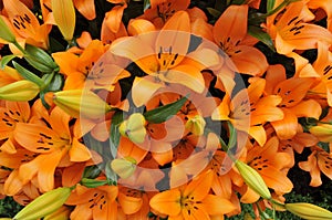 Orange Lillies