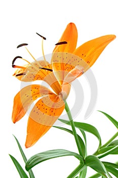 Orange Lilly