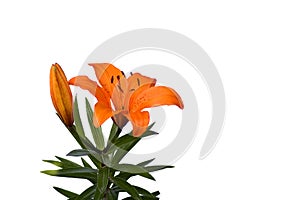 Orange lilly