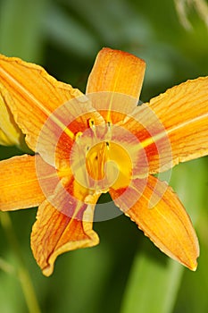 Orange lilly