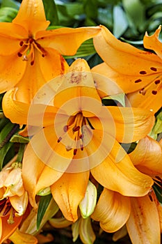 Orange lilly flower