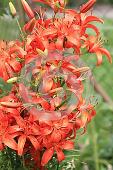 orange lilly flowers