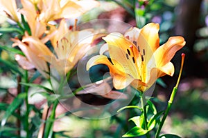 Orange lilly in the garden and tone