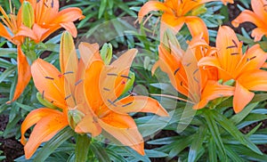orange lilly