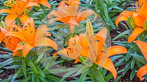 orange lilly