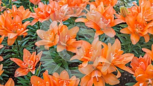 orange lilly