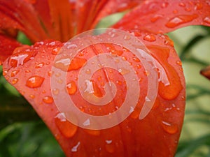 Orange Lilly after a rain