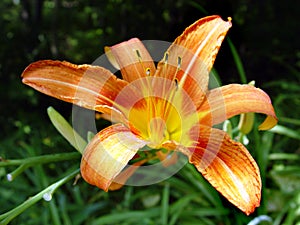 Orange Lily