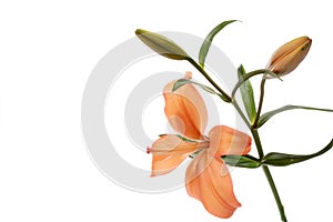 Orange lily