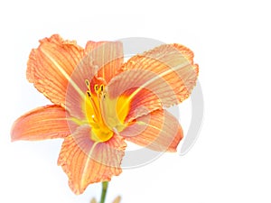 Orange lily