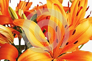 Orange lily