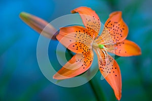 Orange lily against blurry blue background