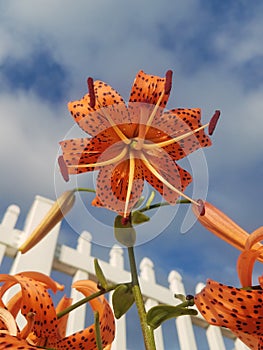 Orange lily against sky and fence