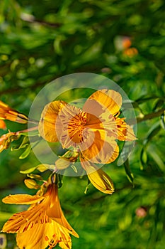 Orange lily. Alstroemeria flowering plant. Lily of the Incas. Peruvian Lily. From UC Berkeley botanical garden