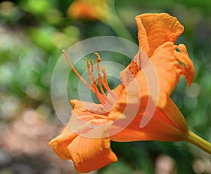 Orange Lily so beautiful in the sun