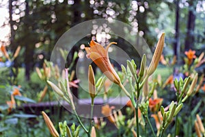 Orange lily blooms in park